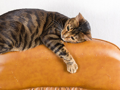 Comment protéger vos meubles des griffures de chats